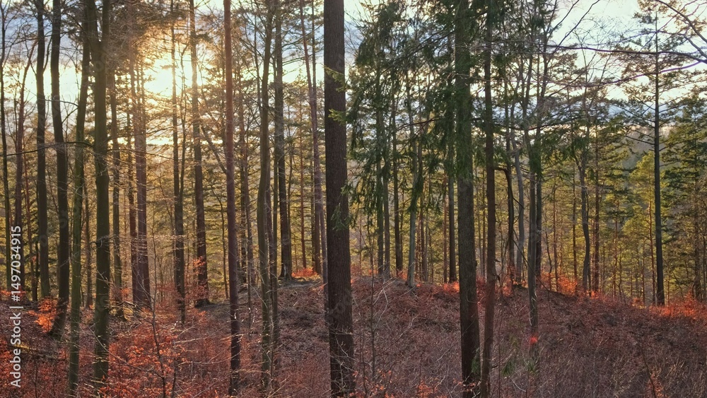 Naklejka premium Scenic Highland Forest Landscape Panorama during Golden Hour