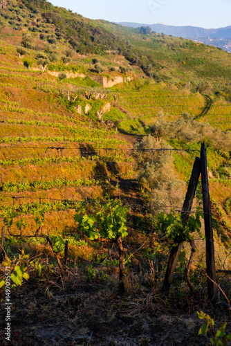 Vineyards in the douro valley in portugal