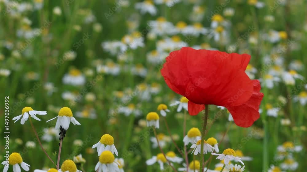 Mohn- und Kamilleblüten an einem windigen Tag.