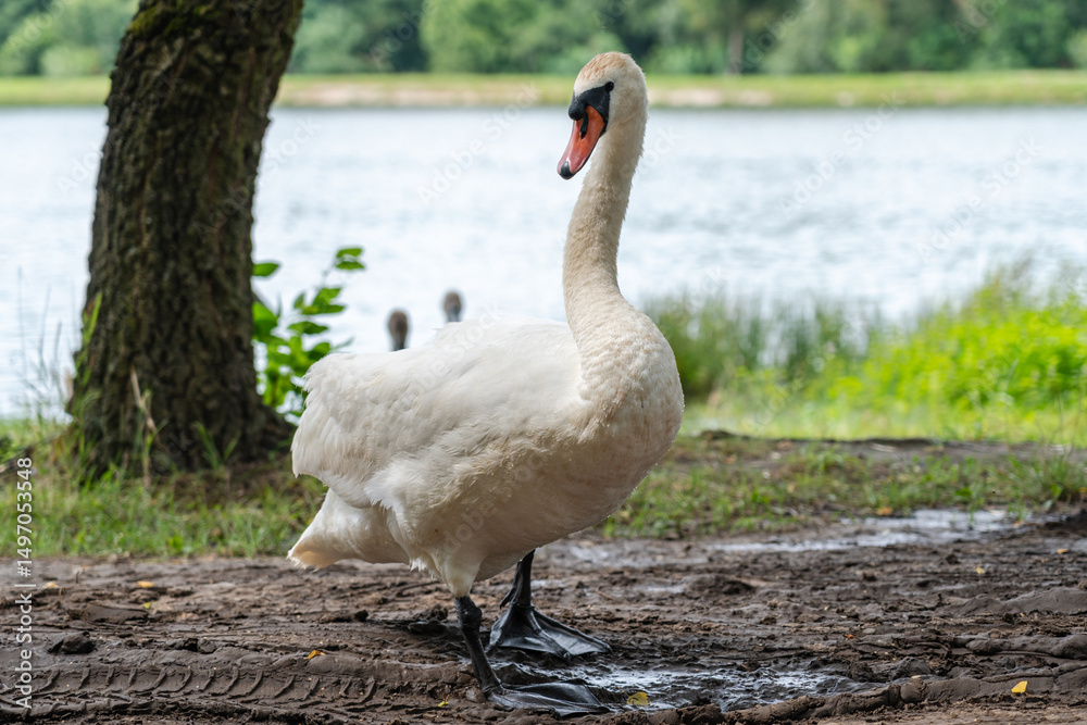 Fototapeta premium Close up view on swans walking near a lake