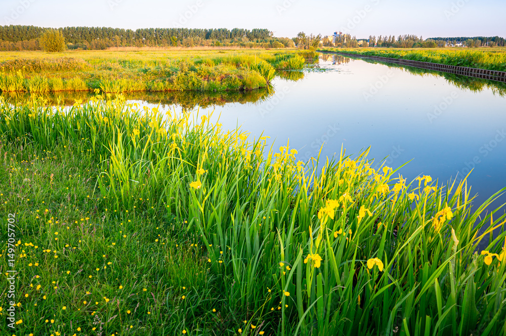 Fototapeta premium Yellow colored iris flowers (Iris pseudacorus) along the waterside in a polder near Gouda, western Netherlands