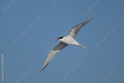 Common tern, Sterna hirundo photo