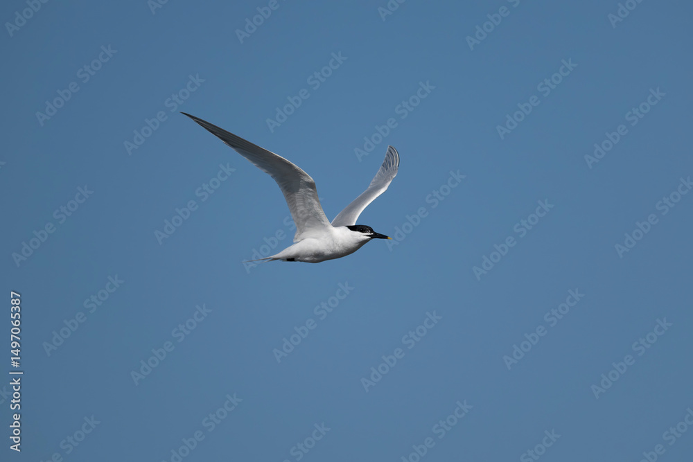Obraz premium Sandwich tern, Thalasseus sandvicensis