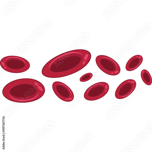 Red Blood Cells