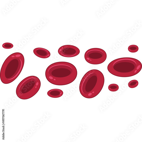 Red Blood Cells