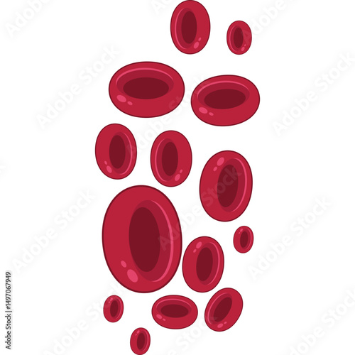 Red Blood Cells
