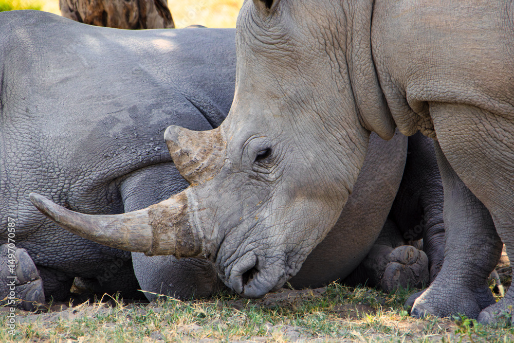 Obraz premium rhino rhinoceros grazing in the savannah under the shade of a tree , African safari in the bush