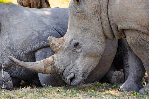rhino rhinoceros grazing in the savannah under the shade of a tree , African safari in the bush