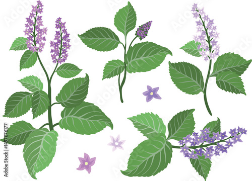 Patchouli flowers set. A base note in perfumery. Plant aromatic flowers for perfumes.