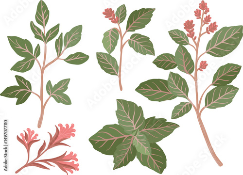 hand drawn oregano leaves set, isolated eco vector illustration
