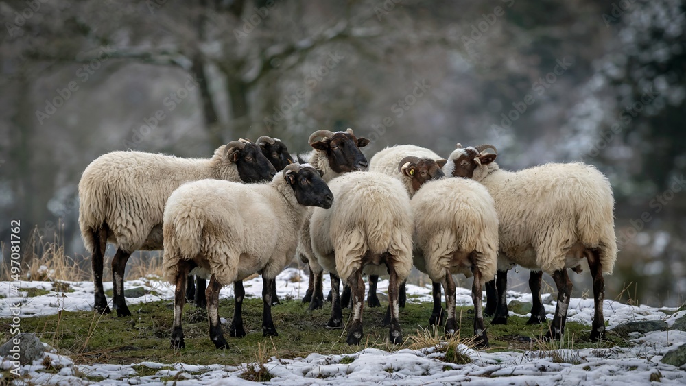Fototapeta premium Group of Black Headed Sheep Grazing in a Snow-Dusted Scenic Field