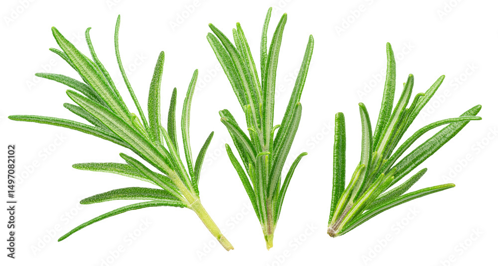 Fototapeta premium Three green fresh rosemary twigs isolated on white background. File contains clipping path.