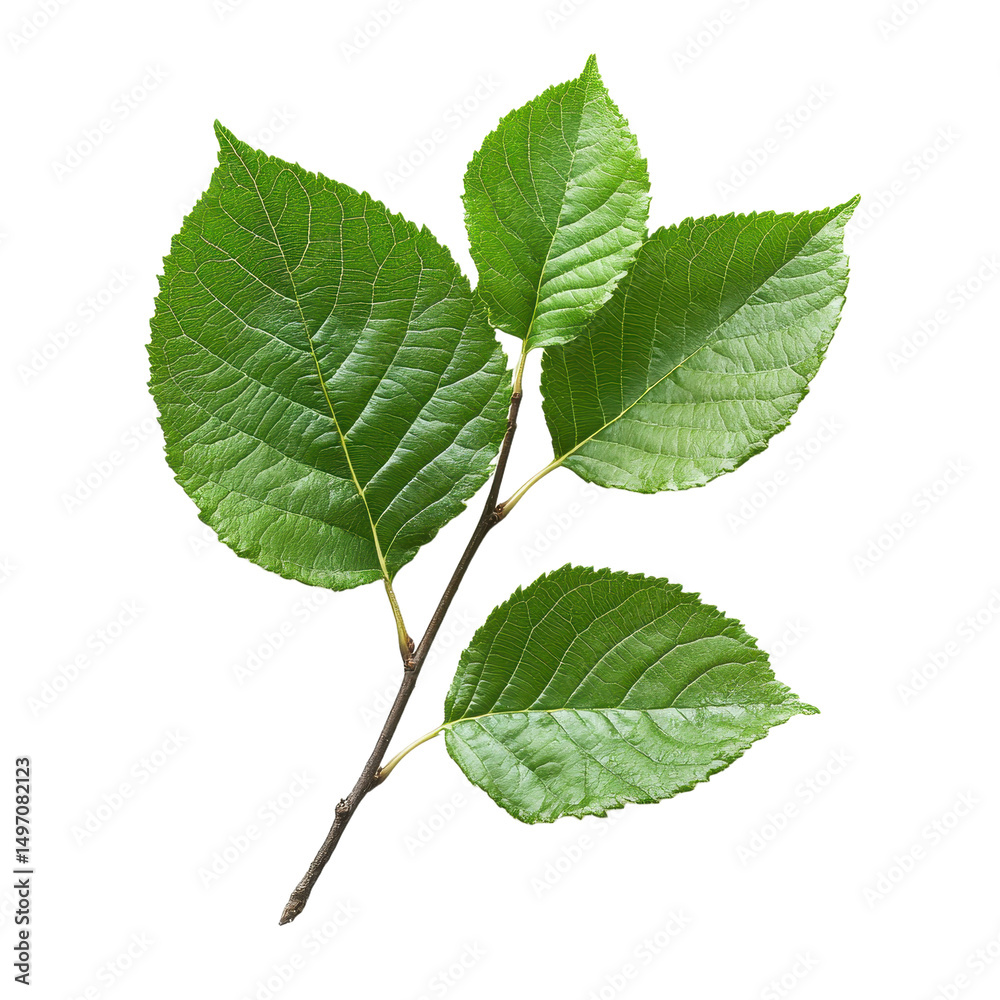 Fototapeta premium Littleleaf Linden isolated on transparent background