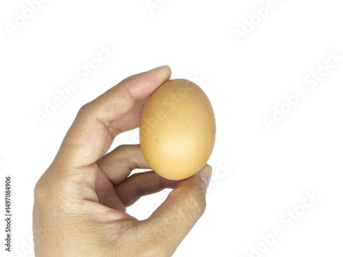 chicken egg isolated on white background photo
