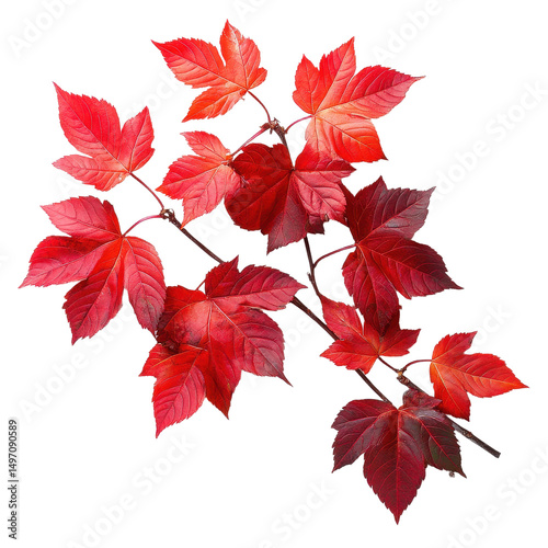 Vine Maple isolated on transparent background