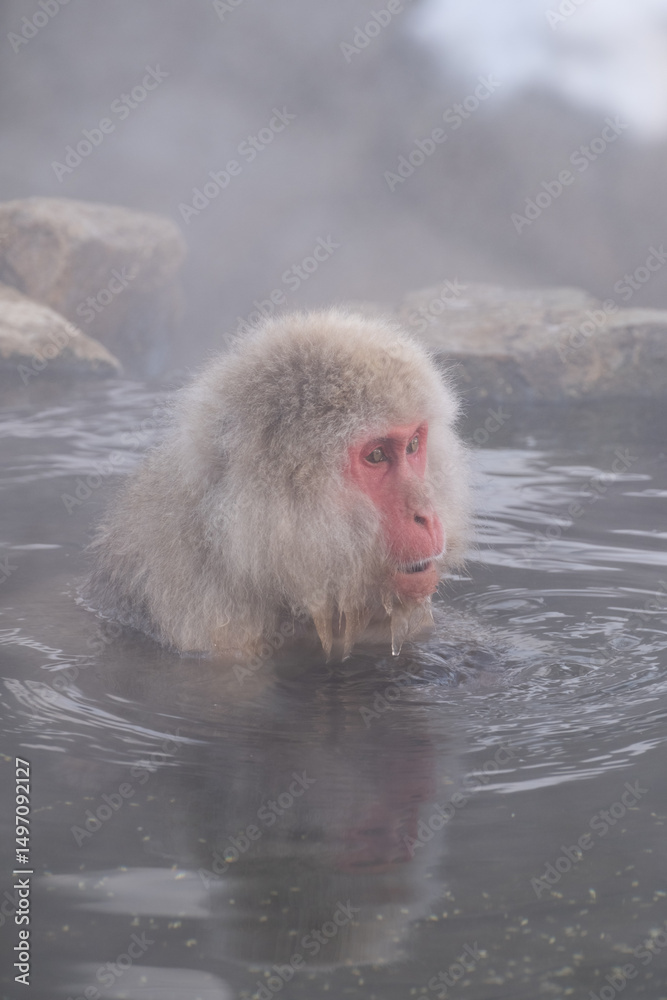 Naklejka premium Snow Monkey