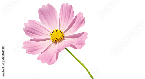 Delicate Pink Cosmos Flower with Vibrant Yellow Center and Slender Green Stem