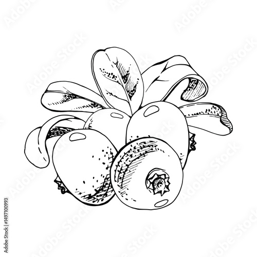 Cranberry lingonberry green leaves bunch. vector hand drawn in ink, ripe swamp forest berry bearberry teaberry wintergreen. Isolated botanical illustration for restaurant, cafe menu, farmers market