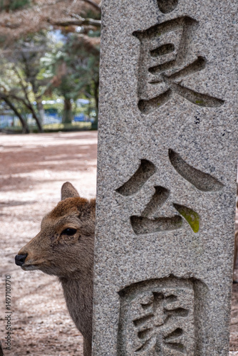 Nara Deer