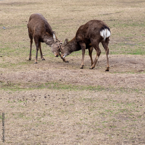 Nara Deer
