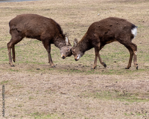 Nara Deer