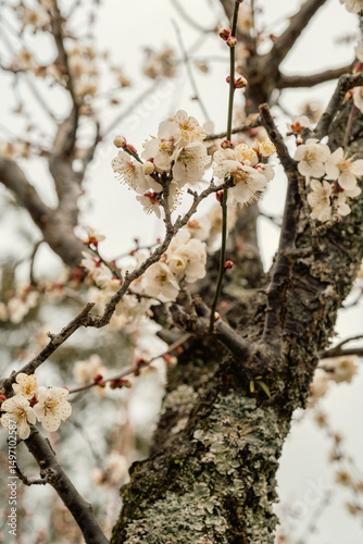 cherry blossom in spring