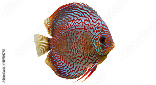 Vivid Red and Turquoise Discus Fish Profile