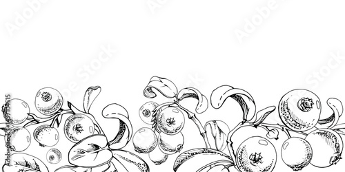 Cranberry lingonberry on branch with green leaves, ripe forest berry teaberry bearberry wintergreen cluster group, vector hand drawn in ink. Isolated seamless banner border for menu, farmers market