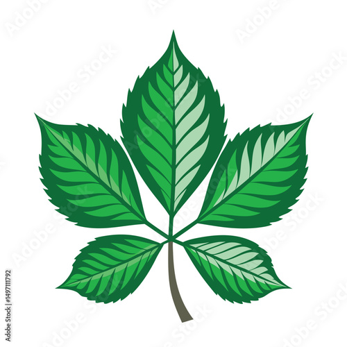 Horse Chestnut Leaf Vector clipart isolated on white background. green leaf icon , logo, design.