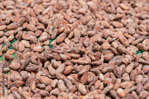 Stack of cocoa beans drying in the sun