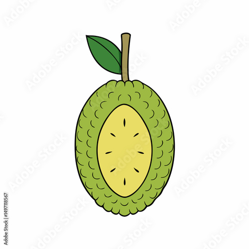 kiwi fruit isolated on white background