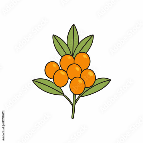 branch of tangerine