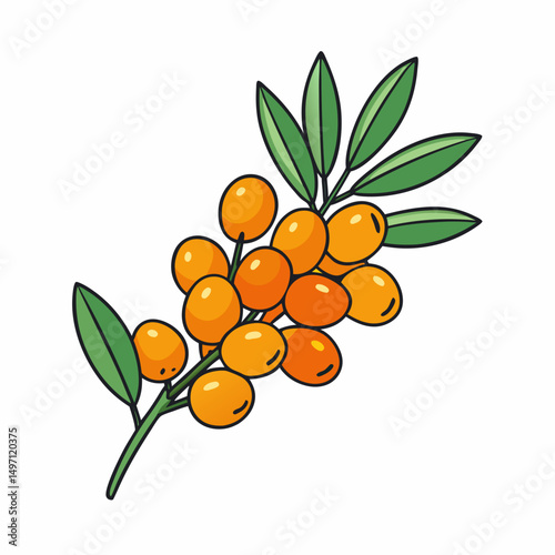 branch of a tree with berries