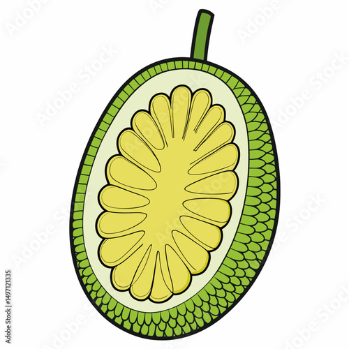 kiwi fruit isolated on white background