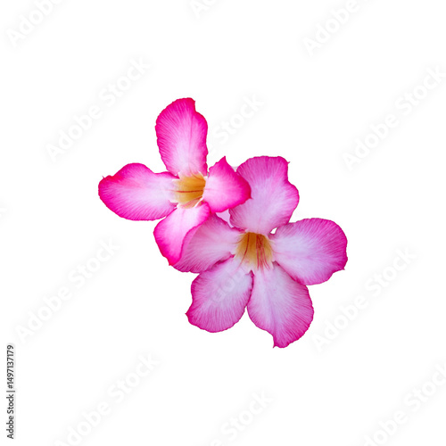 Beautiful pink tropical flowers, including frangipani and orchid blossoms, isolated on white with delicate petals