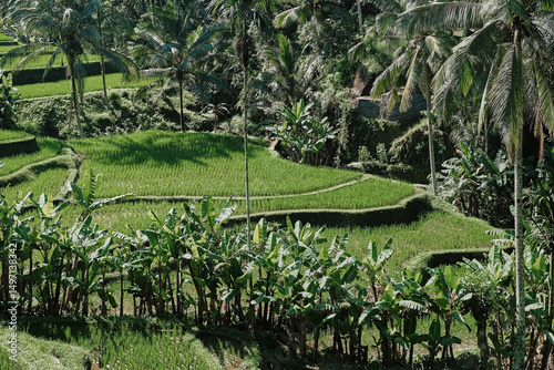 Lush rice terraces and verdant banana plants at Ubud, Bali, showcasing tropical agriculture during midday