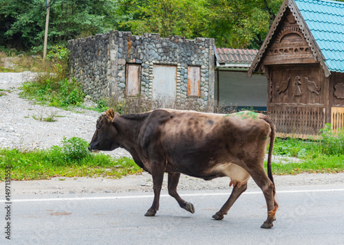 Cow crossing a road in village. Animal on a road
