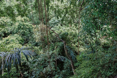 Exploring the lush greenery of Bali's tropical rainforest during a sunny afternoon adventure