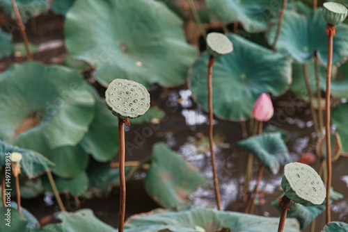 Vibrant lotus flowers in a serene pond surrounded by lush greenery in Bali during the afternoon light
