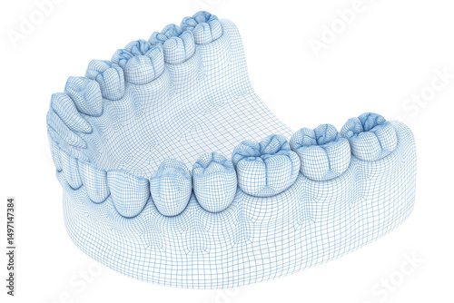 Morphology of mandibular human and teeth. Wire 3d model illustration