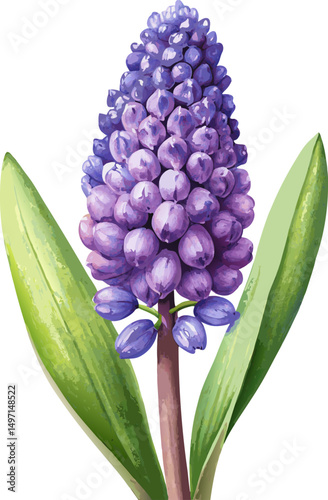 Purple Muscari Flower Botanical Watercolor Vector Illustration
