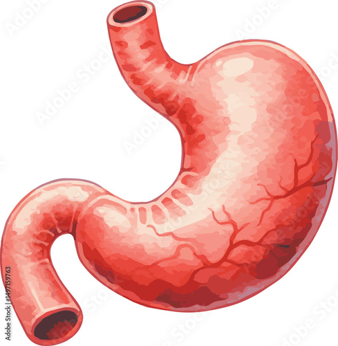 Watercolor vector medical illustration of a human stomach