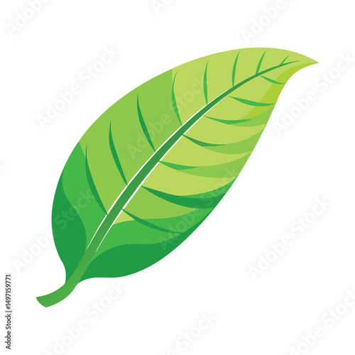 Green banana leaf vector tropical leaves summer plant organic nature illustration art graphic design island paradise beach holiday travel summer season vacation jungle natural tree vegan outline