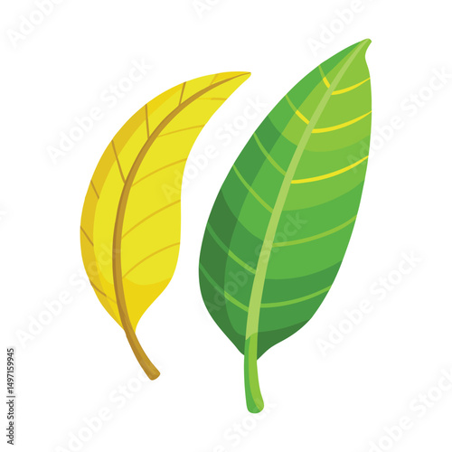 Green banana leaf vector tropical leaves summer plant organic nature illustration art graphic design island paradise beach holiday travel summer season vacation jungle natural tree vegan outline