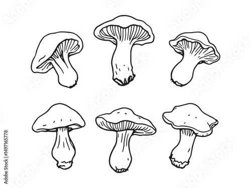 Chanterelle Mushroom Nature Illustration