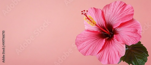 Obraz na płótnie Beautiful pink hibiscus flower close up w salonie
