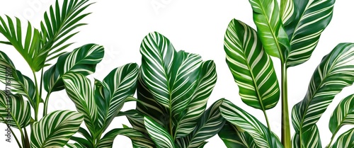 Lush green tropical leaves with striped patterns, vibrant foliage, and a fresh, natural appearance. photo