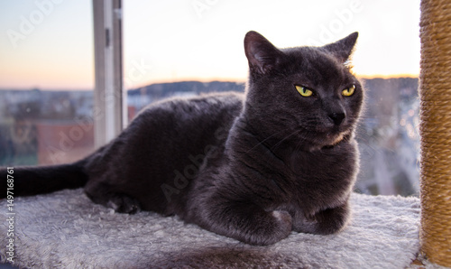 Russian Blue Cat Lying on Scratching Post with a Displeased, Arrogant Look