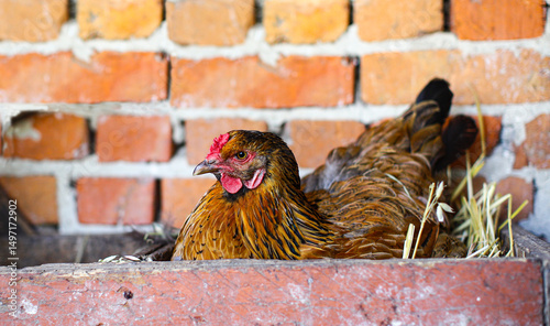Hen laying eggs, or hatching chicks in a straw nest in a wooden box. Countryside.