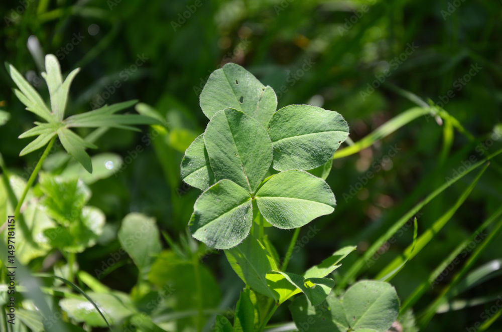 Obraz premium Creeping clover, white clover.Trifolium repens 